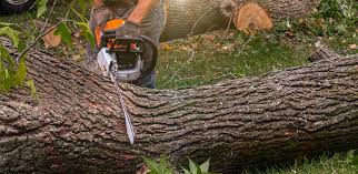 Best Tree Cabling and Bracing  in Medina, TN