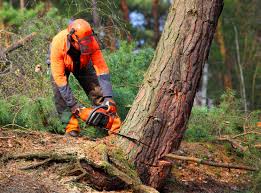 Reliable Medina, TN Tree Services Solutions