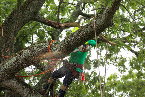 Leaf Removal in Medina, TN