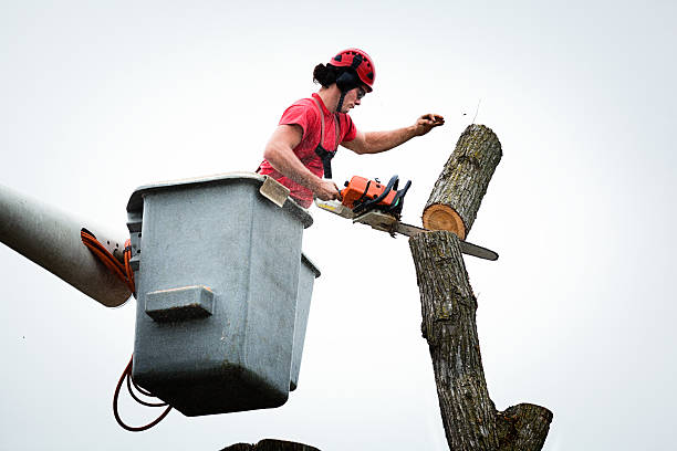 Best Root Management and Removal  in Medina, TN