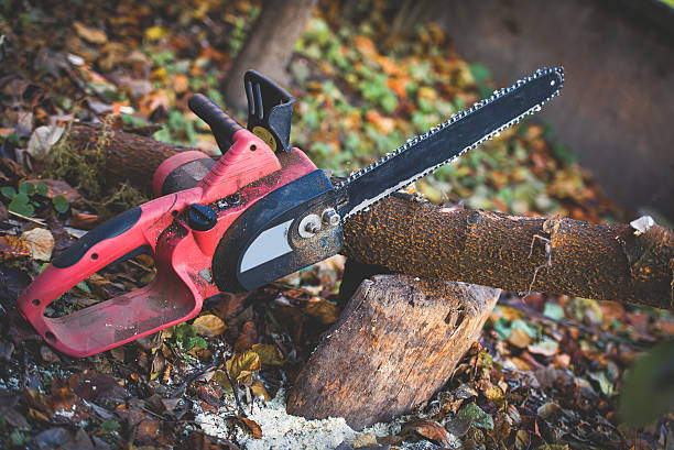 Best Fruit Tree Pruning  in Medina, TN